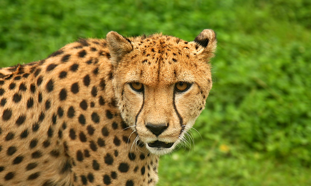 animal